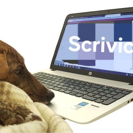 Conoscerti e conoscersi: iniziare a capire il proprio cane