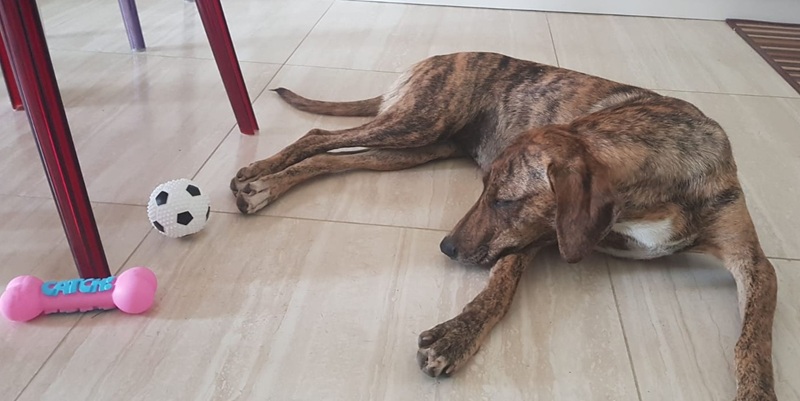 lady dorme su mattonella in cucina