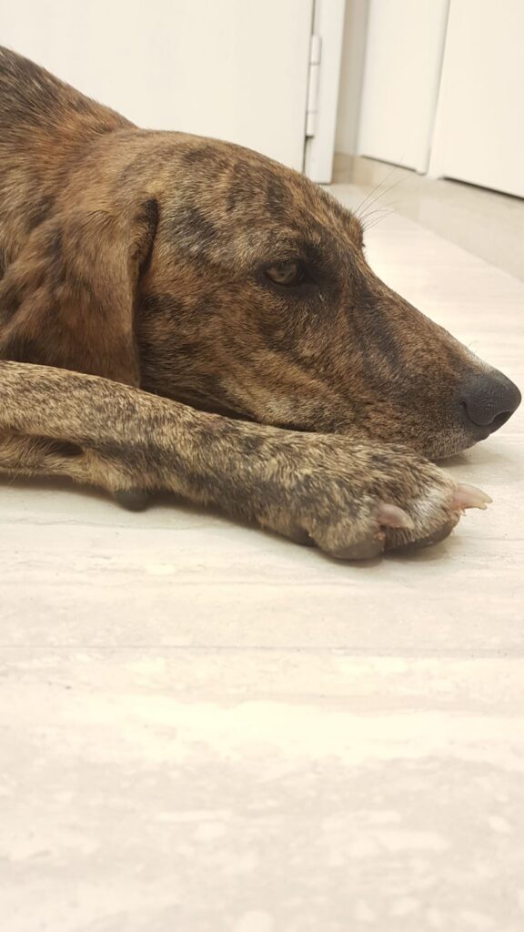 prima fotografia Lady a casa