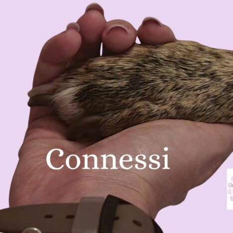 Il cane non ti ascolta mentre annusa per terra? Ѐ normale! Scopri perché