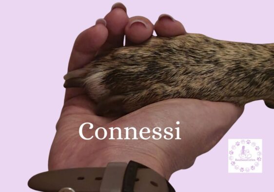 Creare connessione tra te e il tuo cane grazie all'approccio educativo cognitivo relazionale