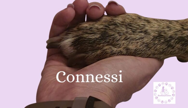 Creare connessione tra te e il tuo cane grazie all'approccio educativo cognitivo relazionale