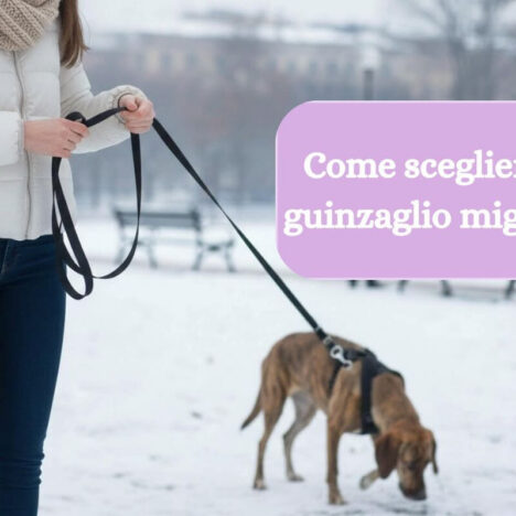 Passeggiata con il cane: ecco come renderla super!