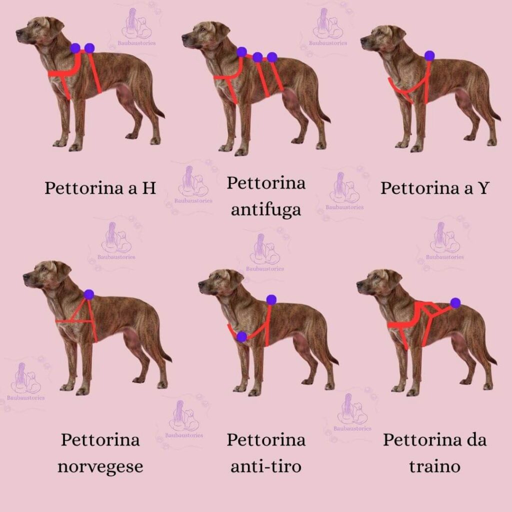 modelli pettorina cane