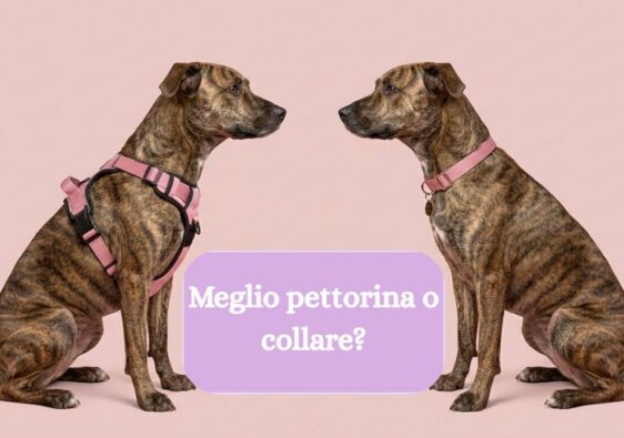 confronto collare e pettorina