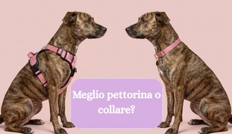 confronto collare e pettorina