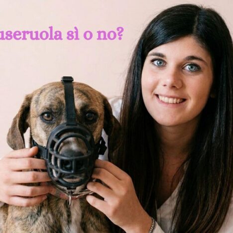 Gli strumenti della passeggiata 2° capitolo: collare e pettorina. Qual è meglio?
