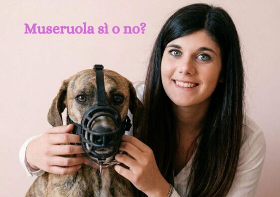 museruola cane come scegliere modello migliore e metterla al cane