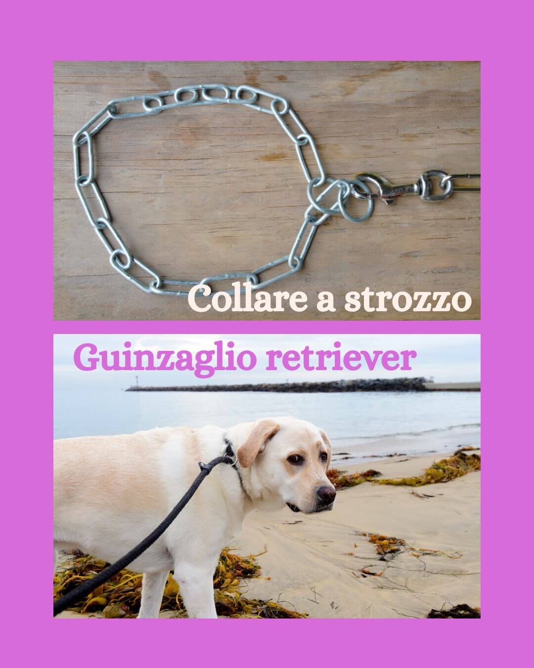 Modello di collare e strozzo e guinzaglio retriever
