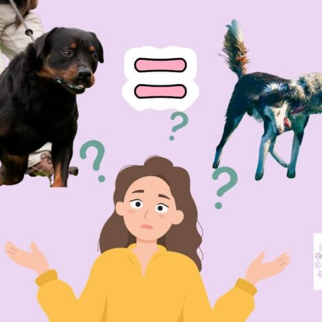 Perché il mio cane sta al sole anche in estate? È pericoloso?