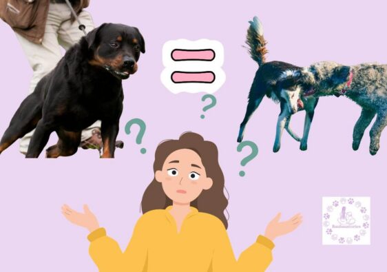 collare a strozzo non simula la comunicazione tra cani