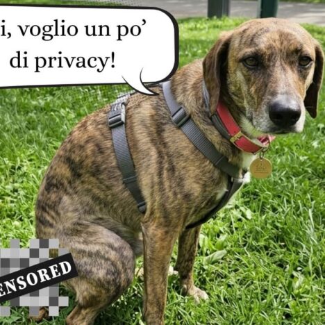 Il collare a strozzo simula la correzione naturale? Storia, etologia e danni di un falso mito