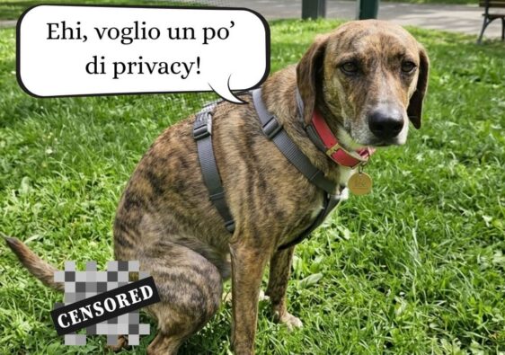 Perché è importante portare i sacchetti e raccogliere la cacca del cane