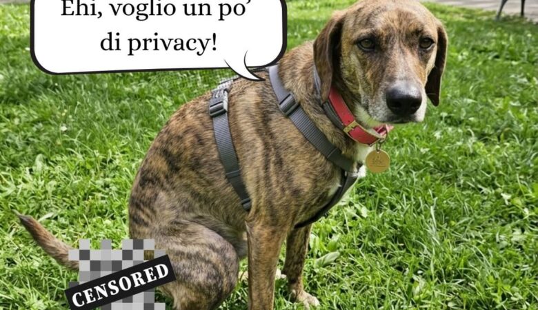 Perché è importante portare i sacchetti e raccogliere la cacca del cane